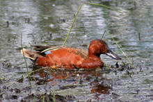 Cinnamon Teal